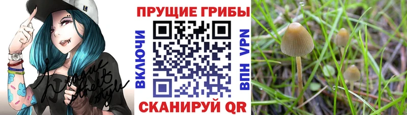 Галлюциногенные грибы Psilocybe  Бутурлиновка 